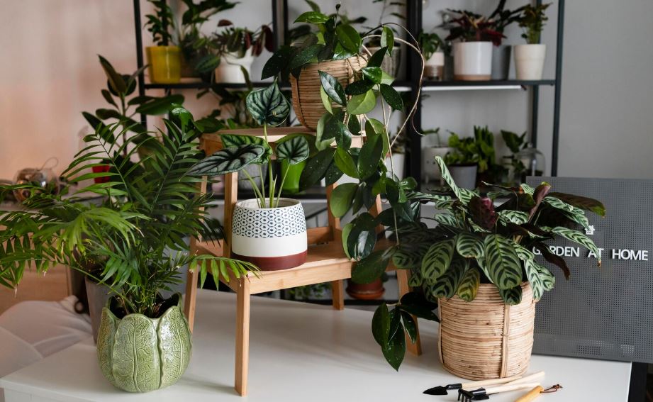 tropical plant care tropical plant care