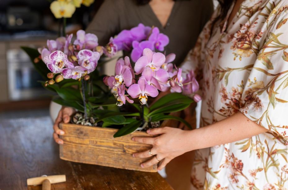 do orchids like humidity (1)