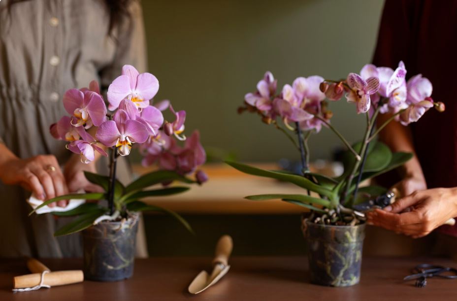 do orchids like humidity (2)