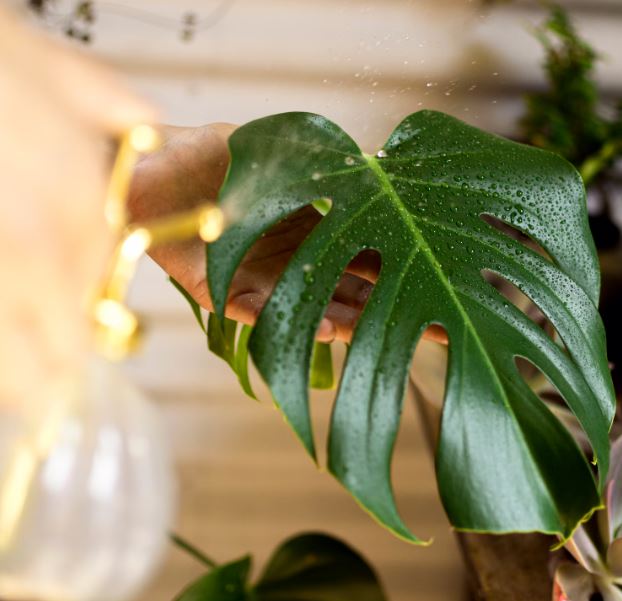 tropical plant care (2)