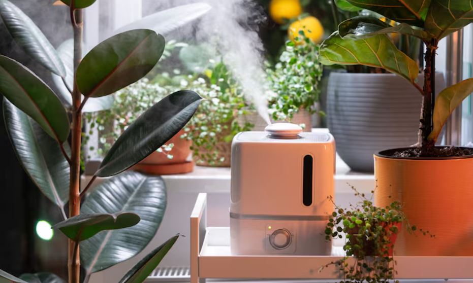 tropical plant care (1)